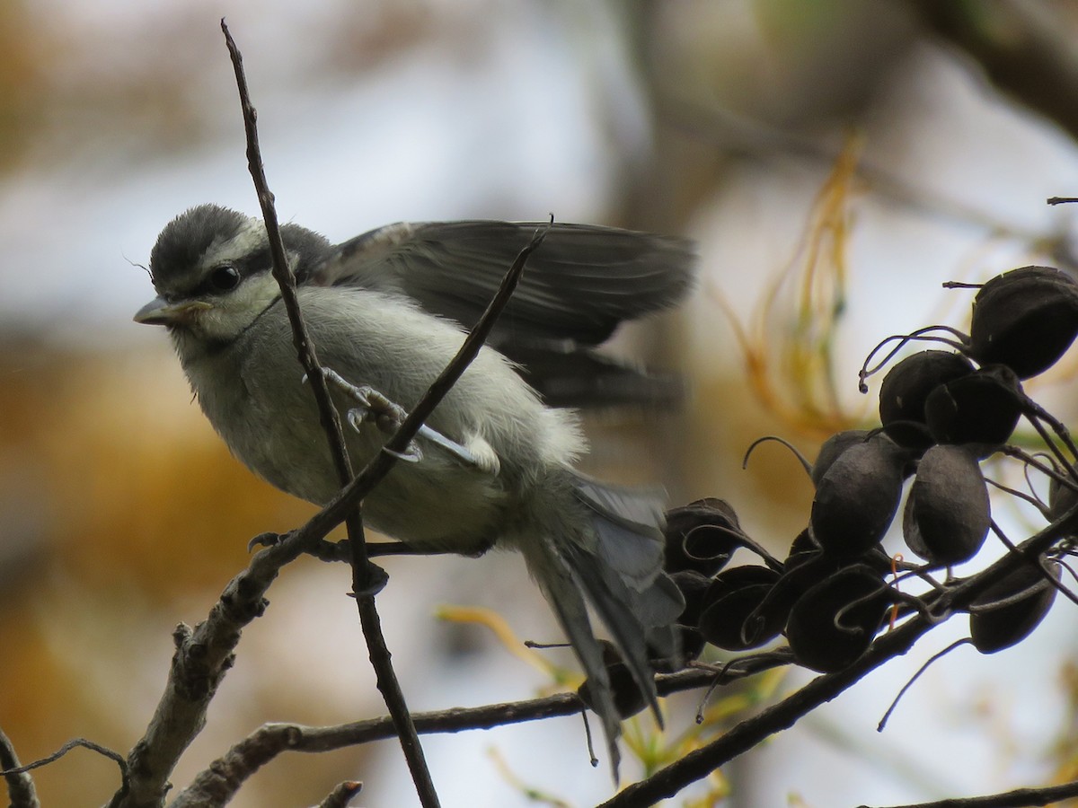 African Blue Tit - Pedro Fernandes