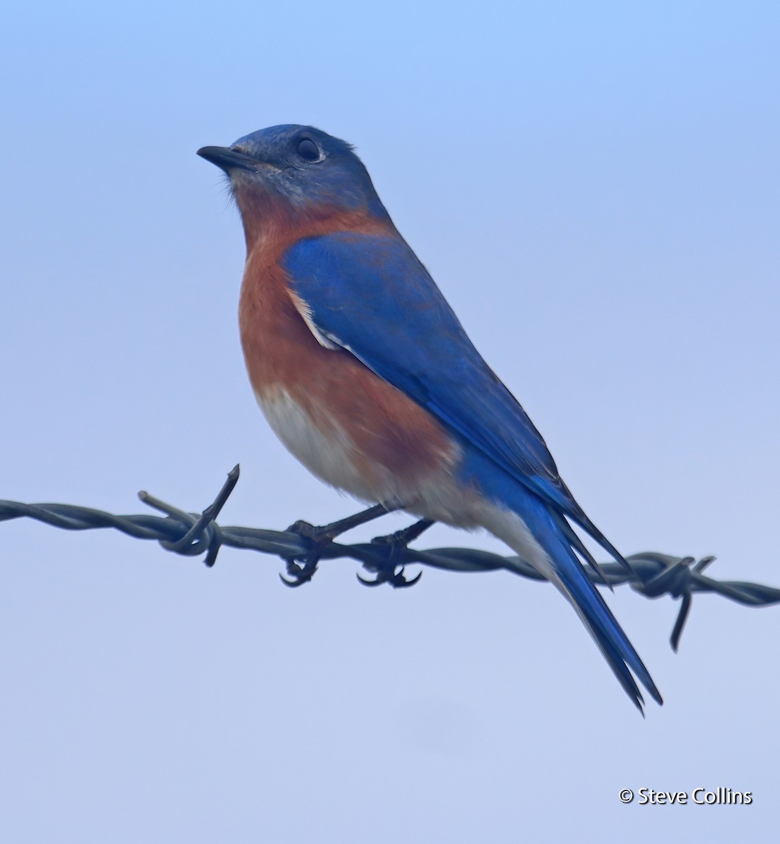 Eastern Bluebird - ML294628031