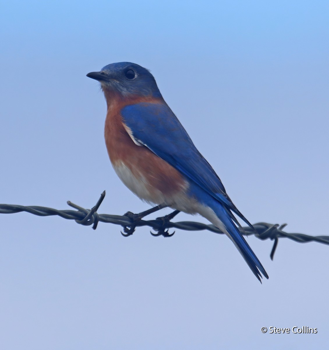 Eastern Bluebird - ML294628041