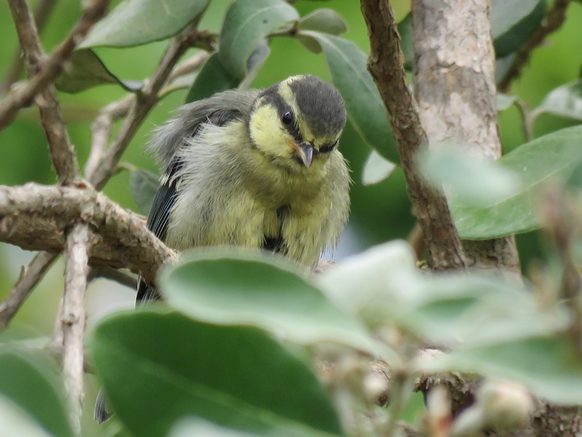 African Blue Tit - Pedro Fernandes