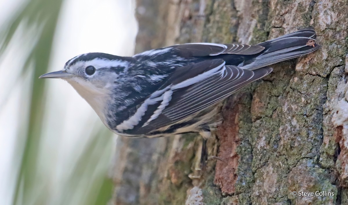 Black-and-white Warbler - ML294628601