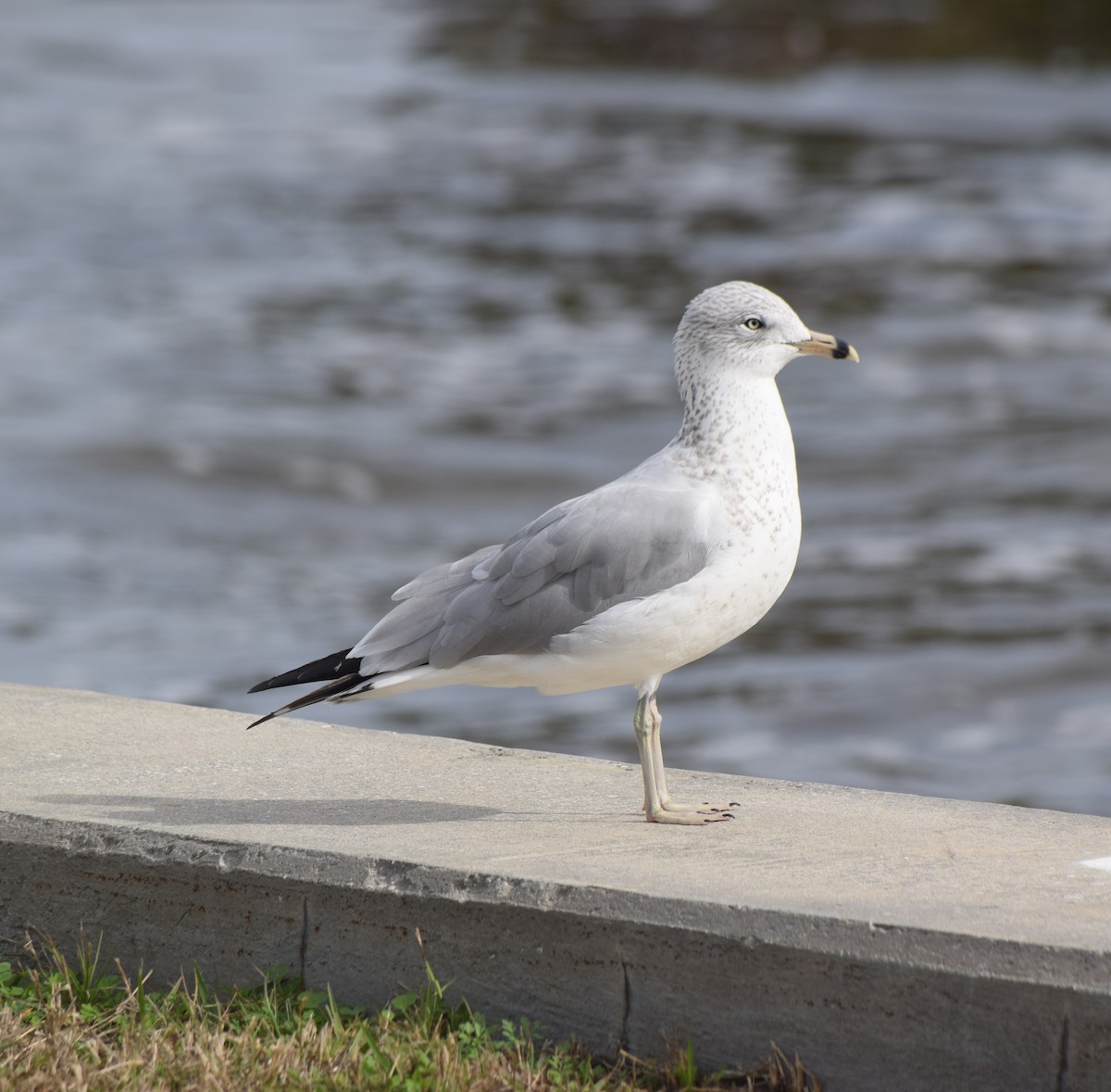 Ring-billed Gull - Bill Uttenweiler