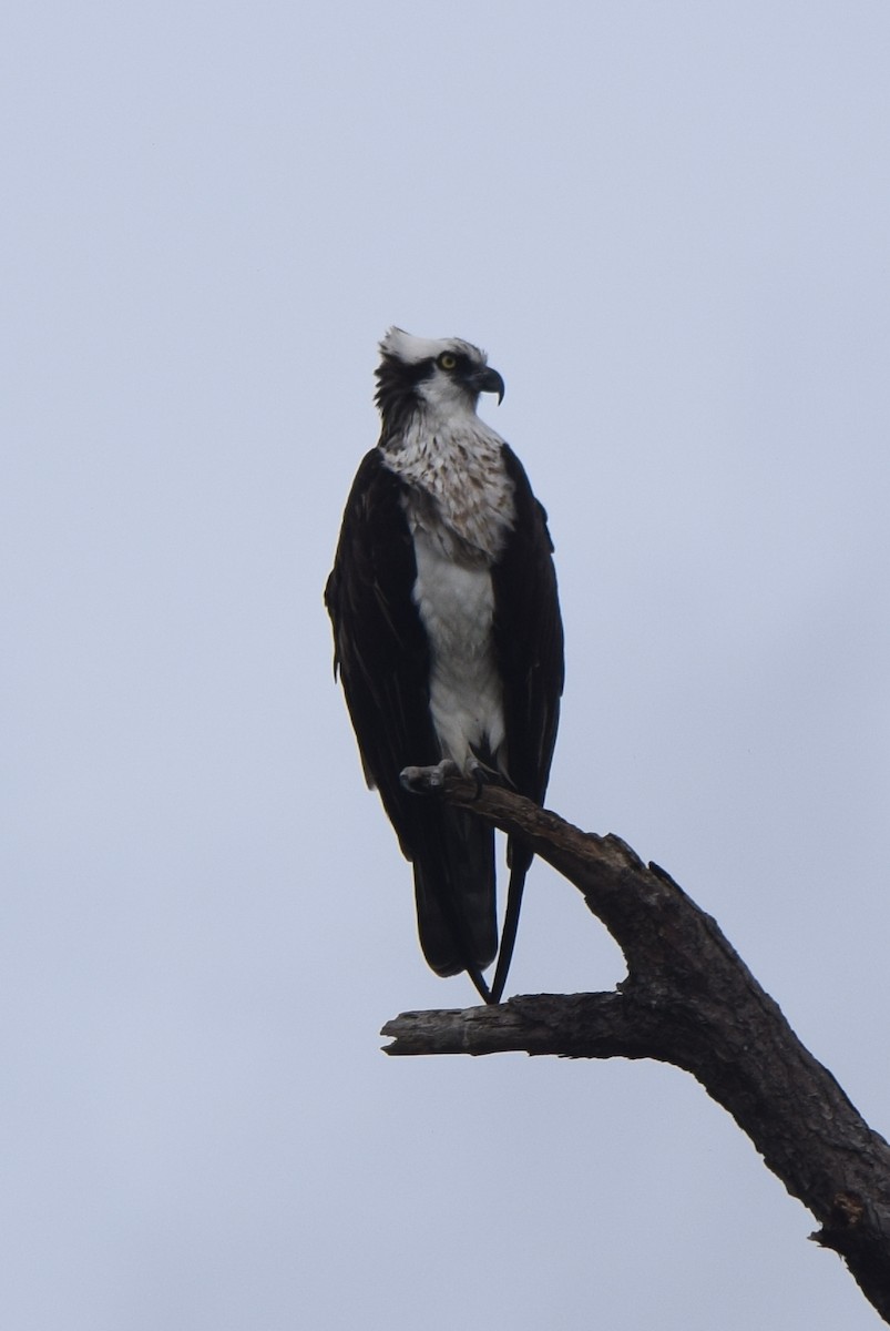 Águila Pescadora - ML294629221