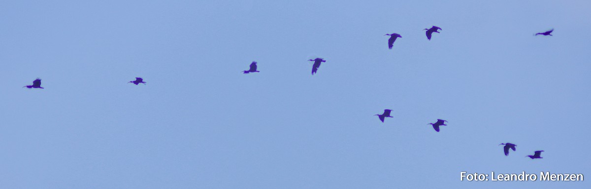 Bare-faced Ibis - ML294629451