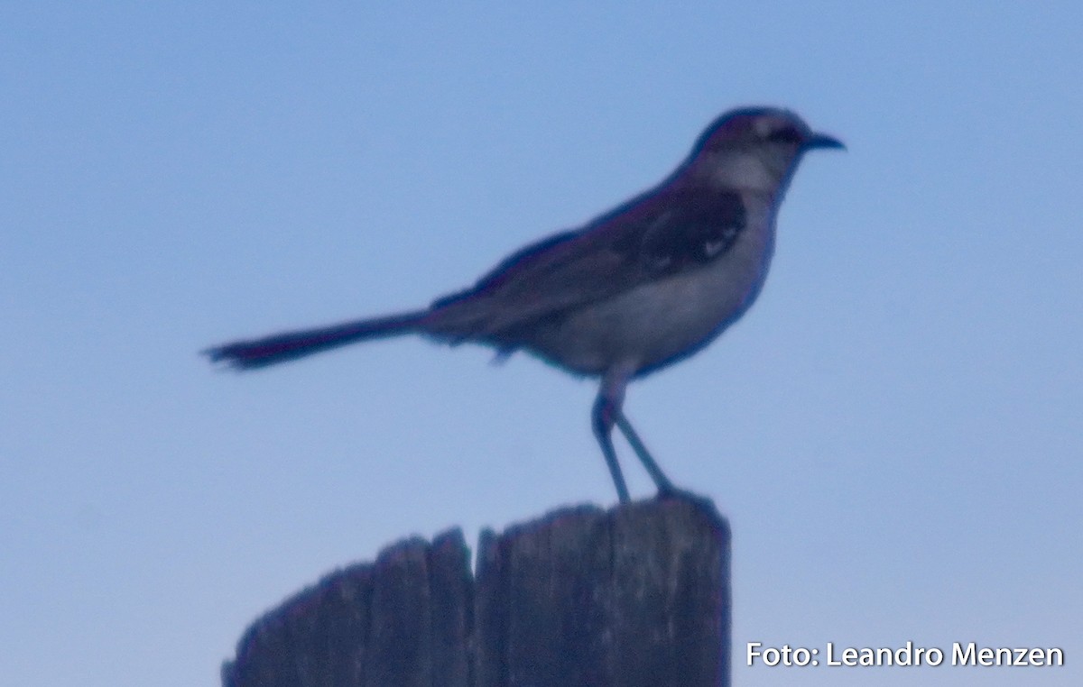Chalk-browed Mockingbird - ML294629501