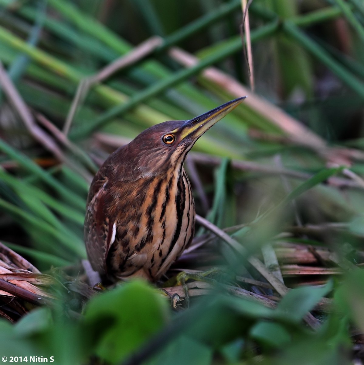 Cinnamon Bittern - Nitin Srinivasa Murthy