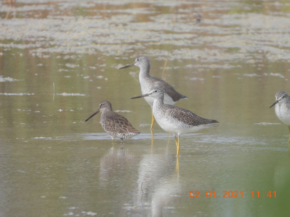 Short-billed Dowitcher - ML294630861