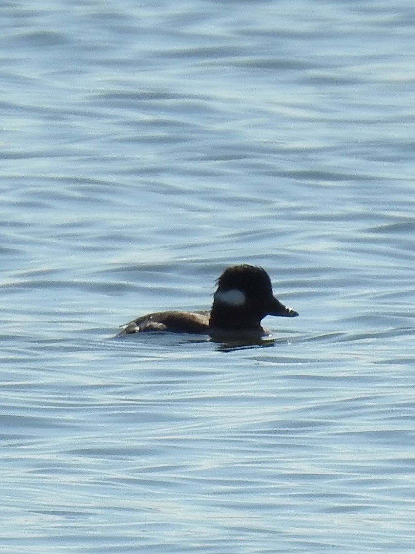 Bufflehead - ML294631391