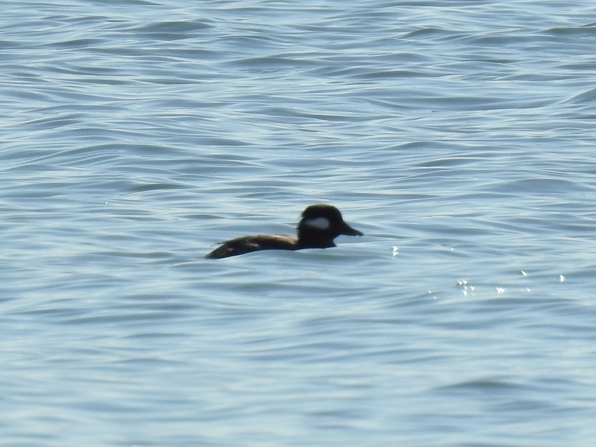 Bufflehead - ML294631451