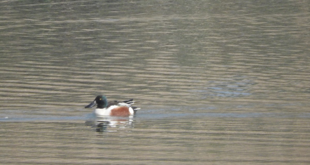 Northern Shoveler - Noam Markus