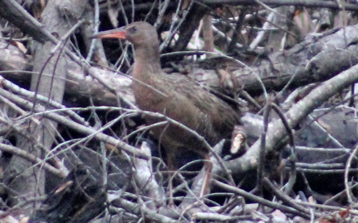 Ridgway's Rail - ML294634911