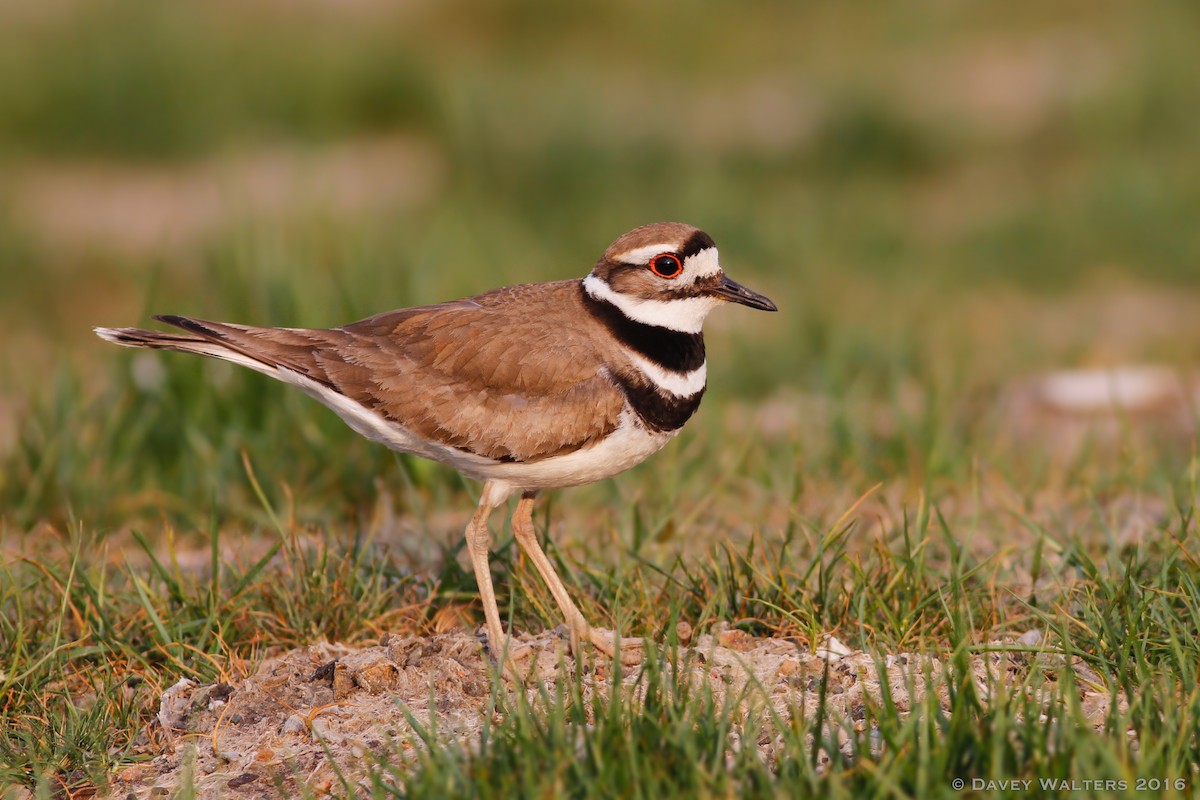 Killdeer - Davey Walters