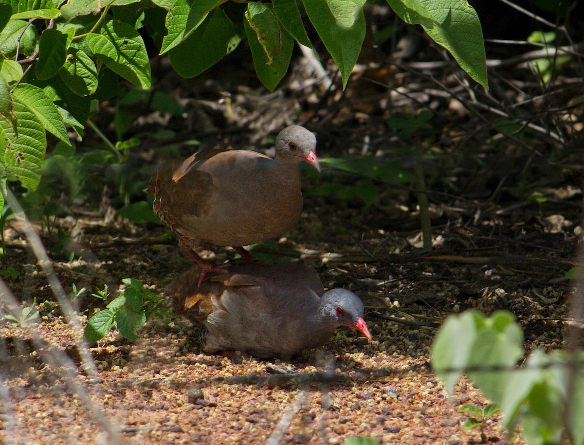 Small-billed Tinamou - ML294635731