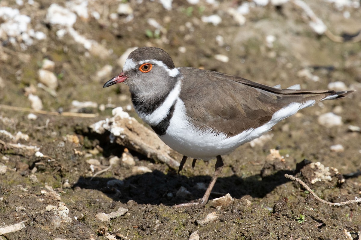 Three-banded Plover - Josh Engel