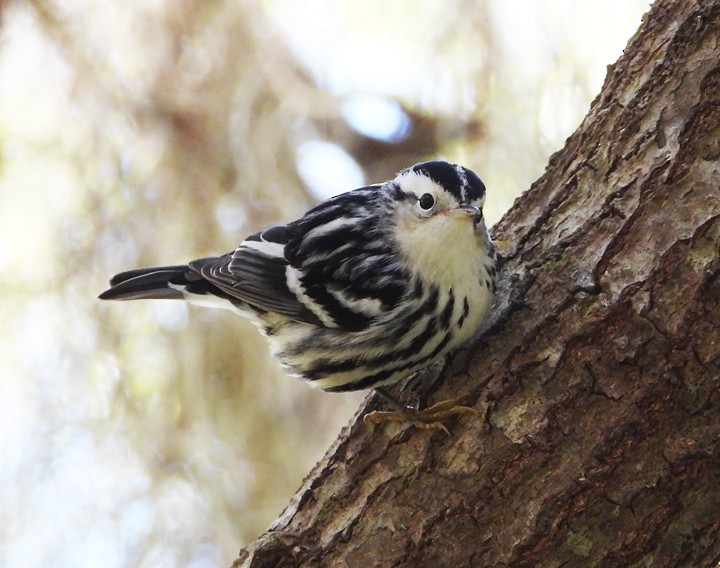 Black-and-white Warbler - ML294637341