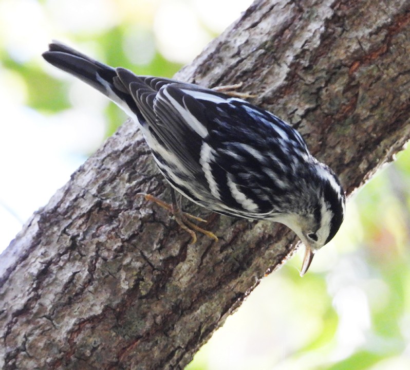 Black-and-white Warbler - ML294637361