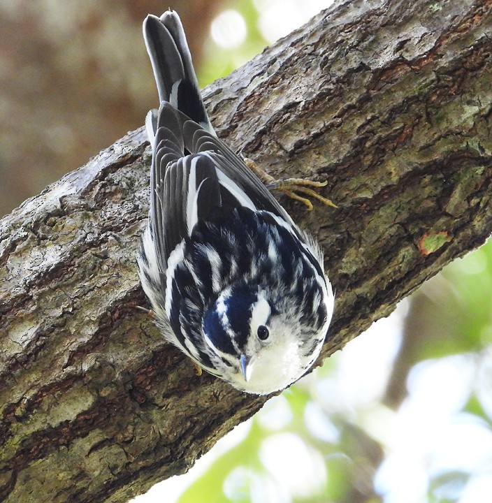 Black-and-white Warbler - ML294637371