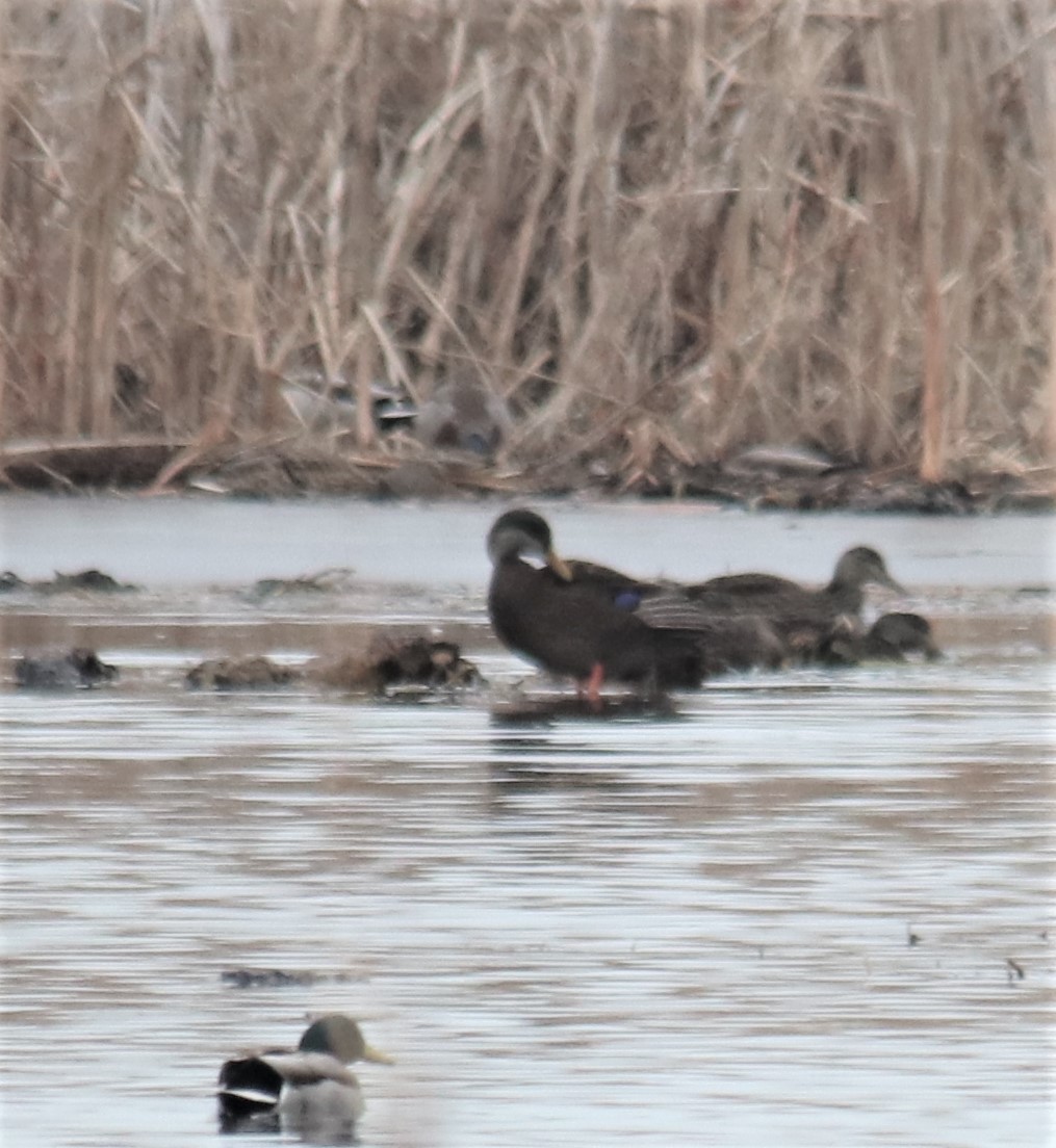 American Black Duck - ML294638231