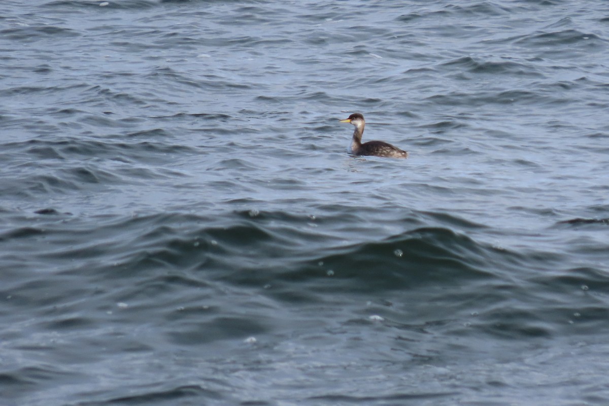 Red-necked Grebe - ML294640971