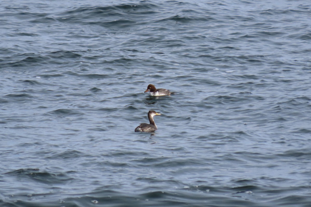 Red-necked Grebe - ML294640991