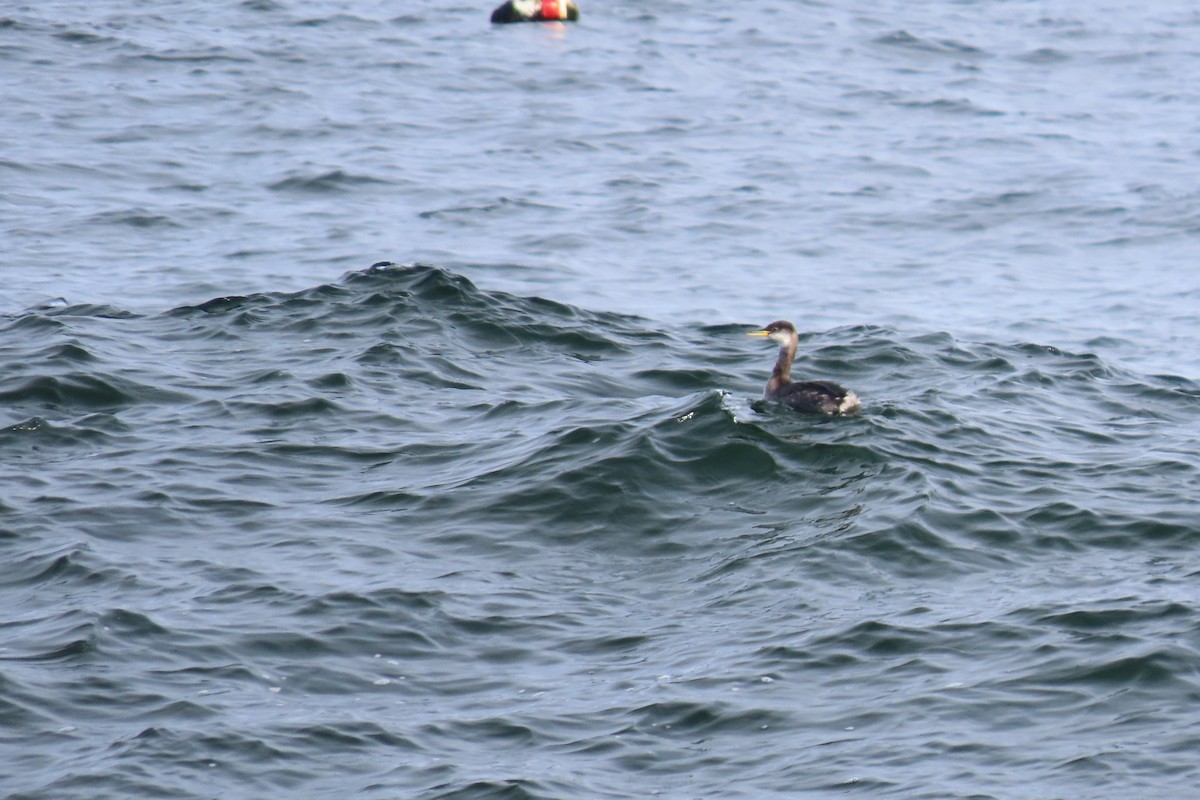 Red-necked Grebe - ML294641001