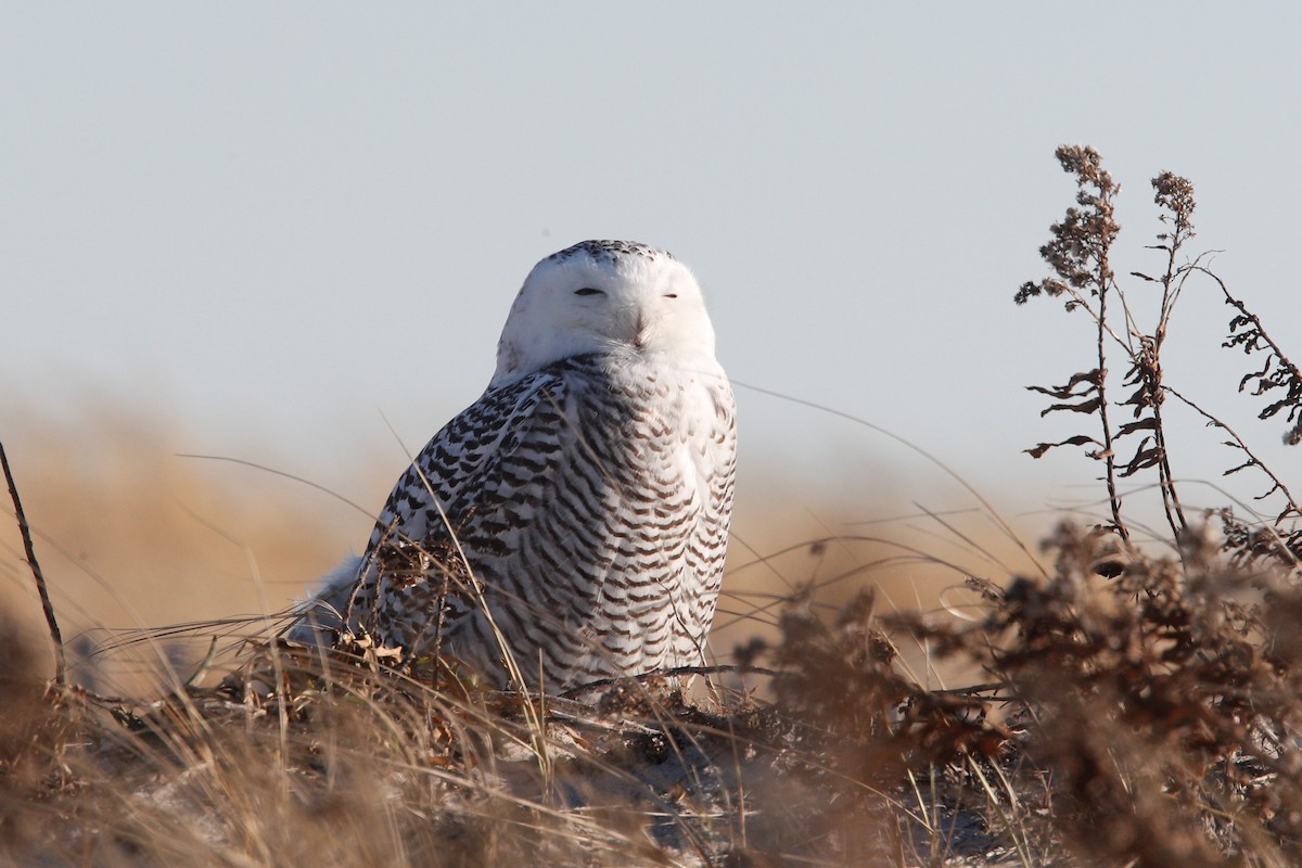 Snowy Owl - ML294642301