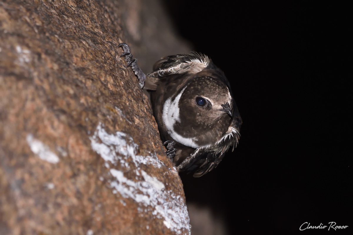 White-collared Swift - Claudio Rosso