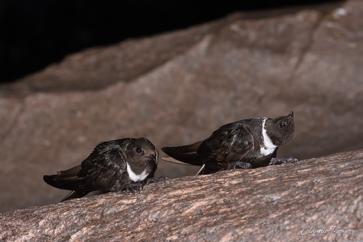 White-collared Swift - Claudio Rosso