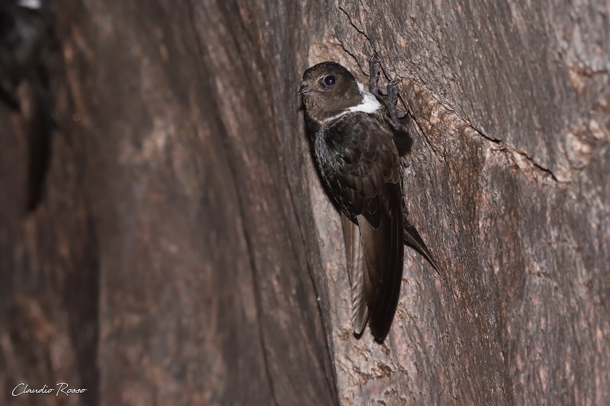 White-collared Swift - Claudio Rosso