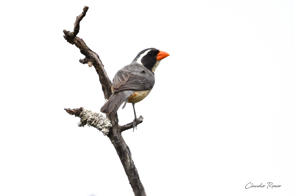 Golden-billed Saltator - Claudio Rosso