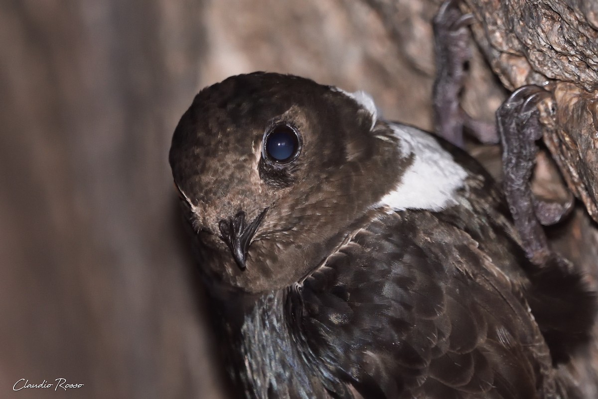 White-collared Swift - Claudio Rosso