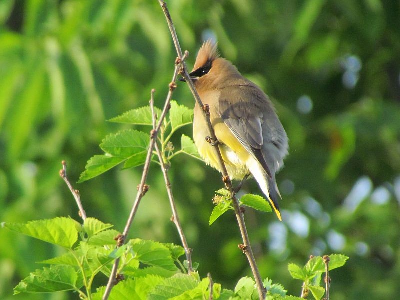 Cedar Waxwing - ML29464401