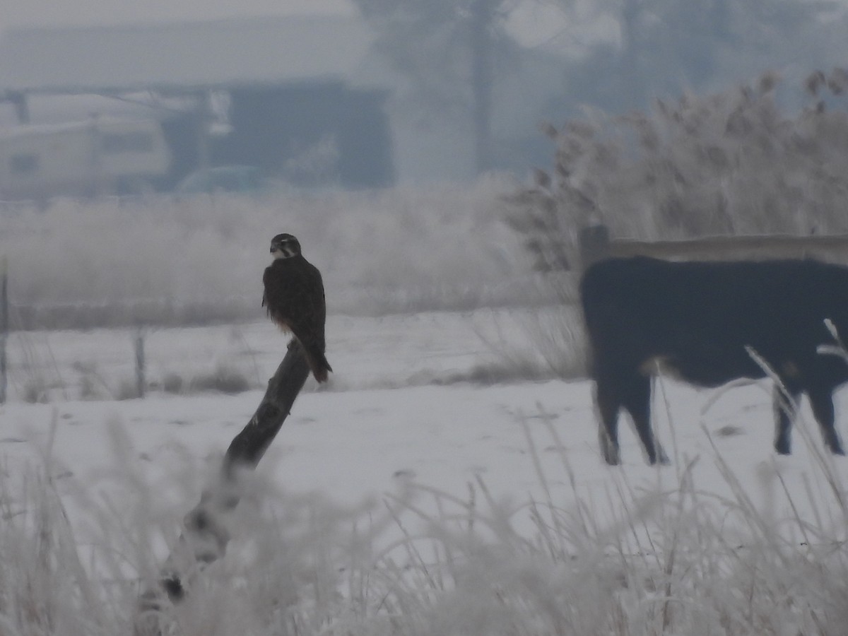 Prairie Falcon - ML294644161