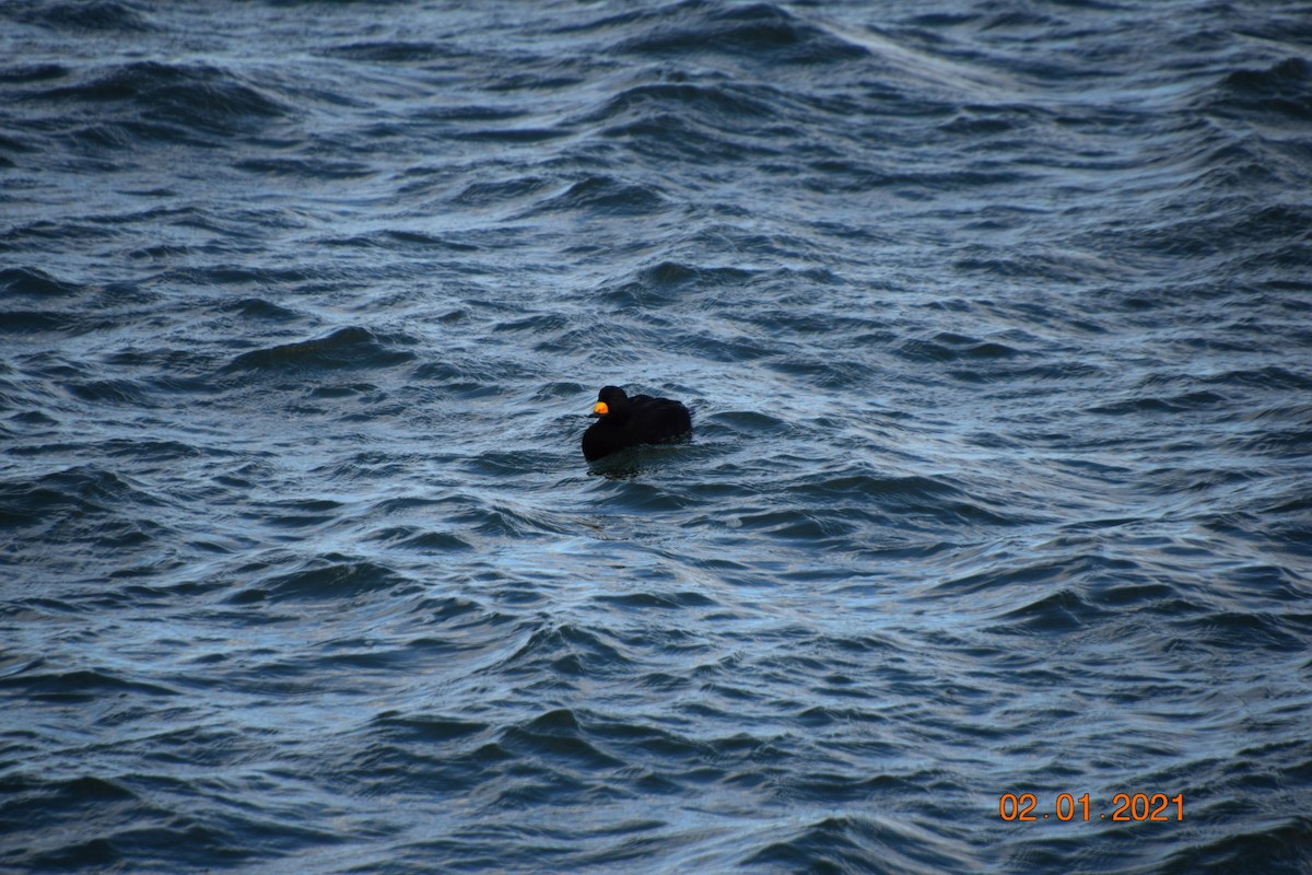 Black Scoter - ML294644181