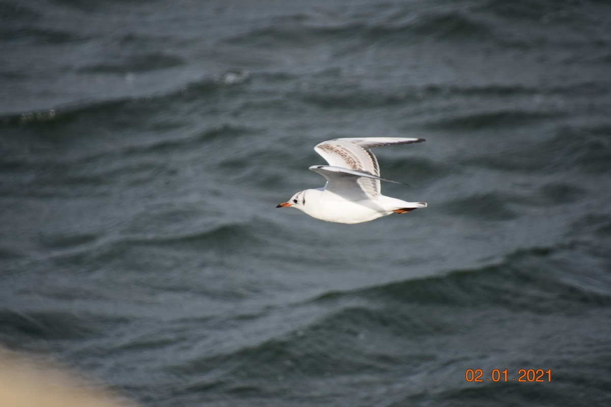 Black-headed Gull - ML294644421