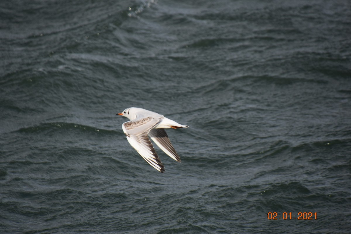 Black-headed Gull - ML294644431