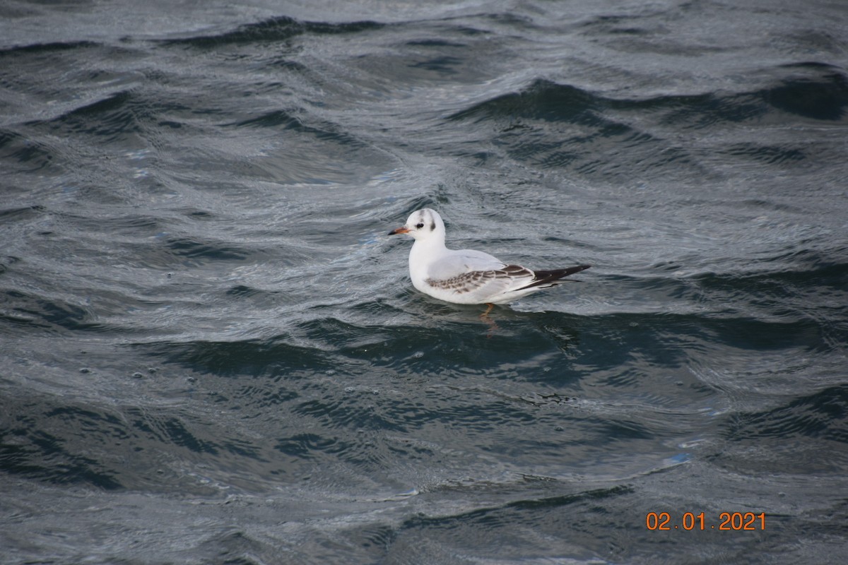 Mouette rieuse - ML294644441
