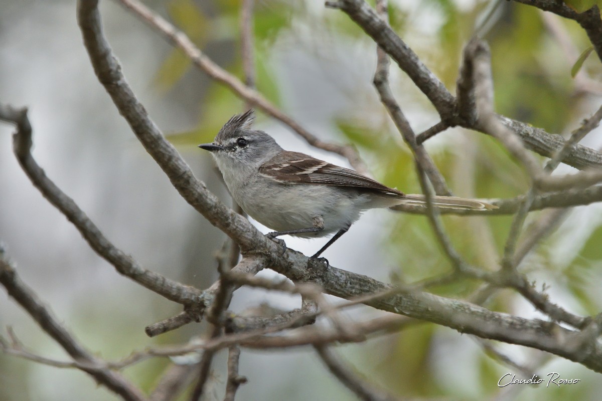 White-crested Tyrannulet (White-bellied) - Claudio Rosso