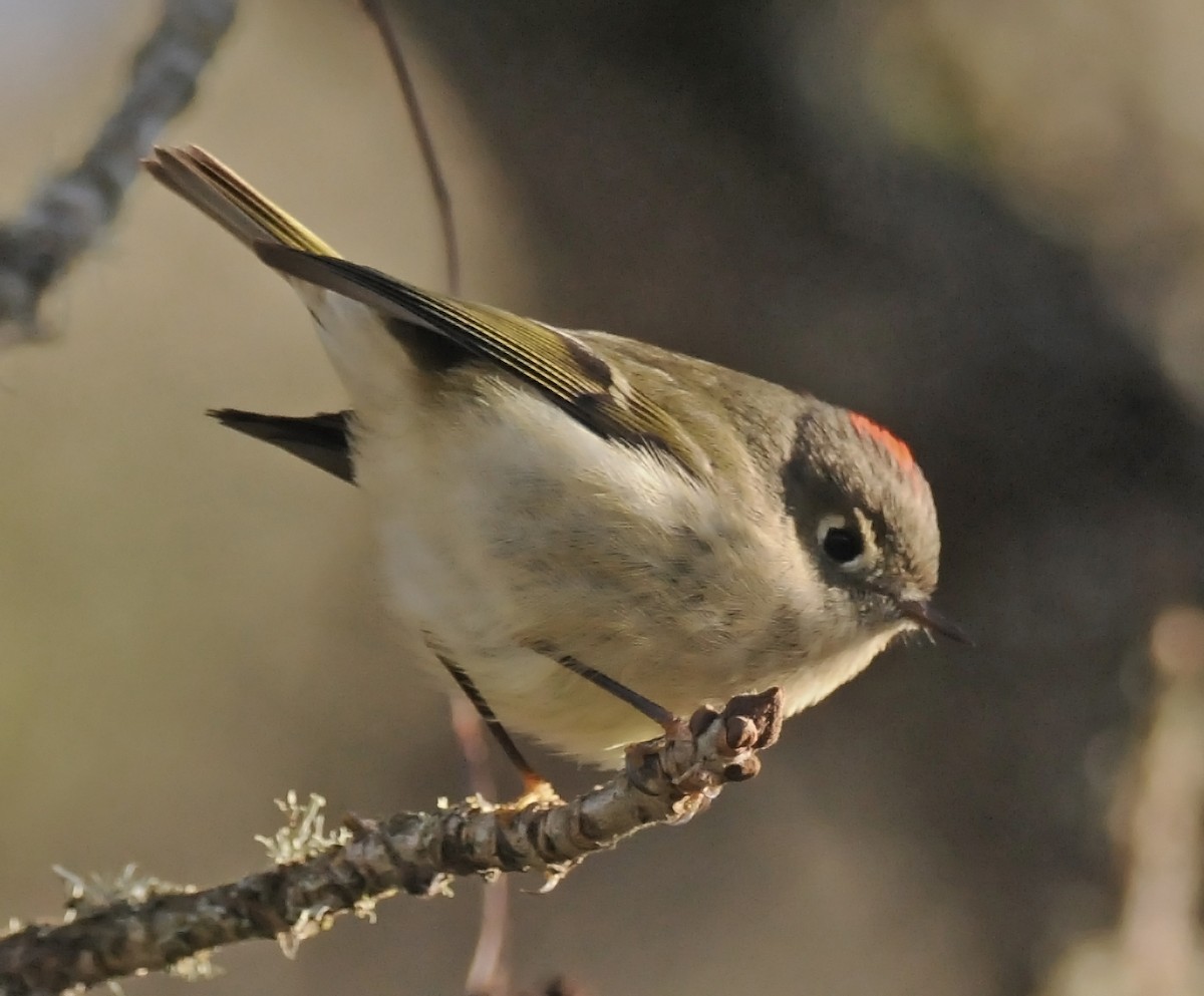 Ruby-crowned Kinglet - Steven Mlodinow