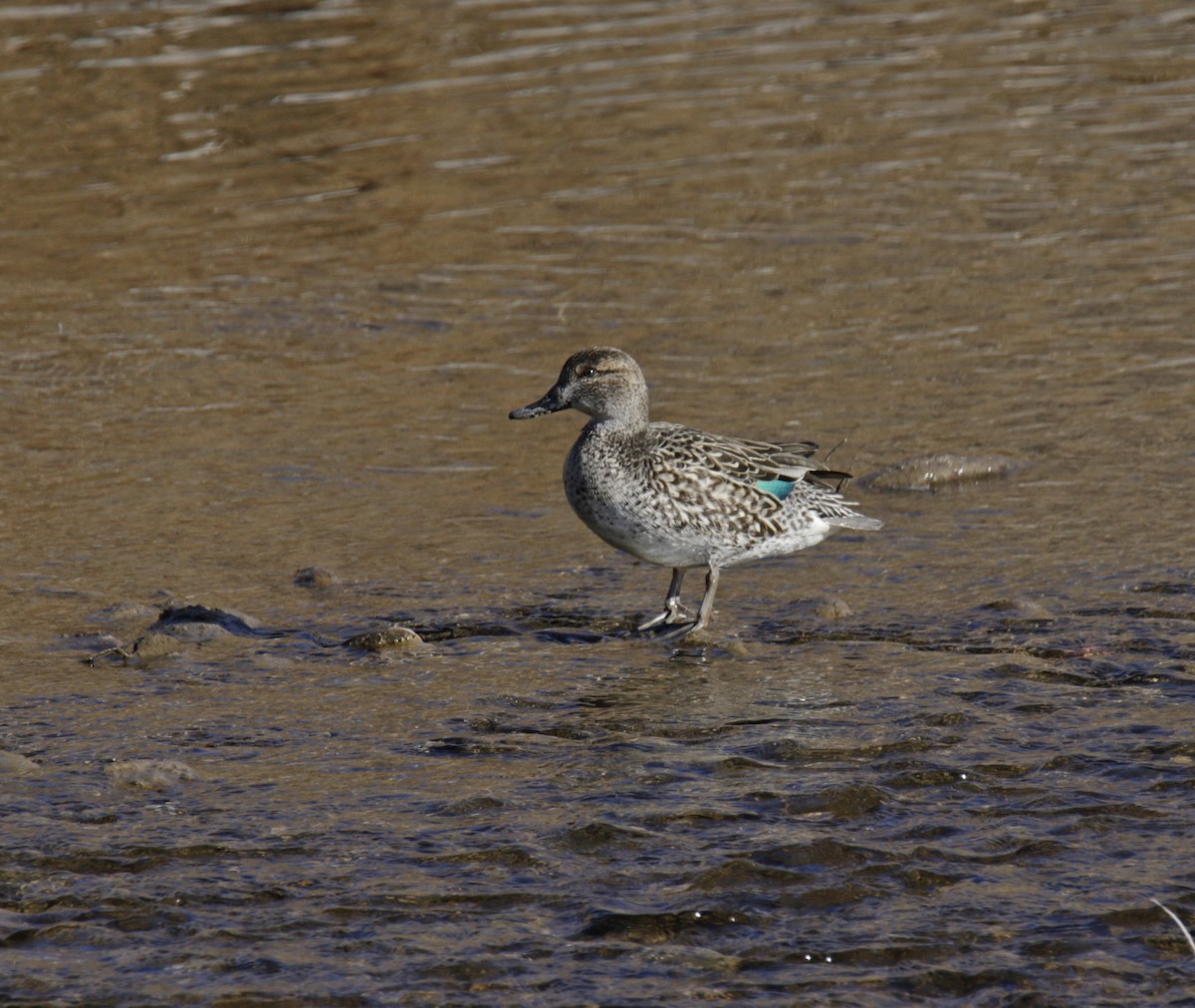 Green-winged Teal - ML294648621