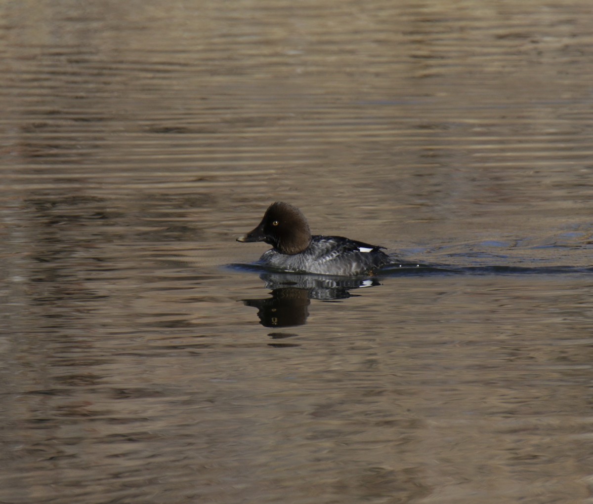 Common Goldeneye - Tim Leppek