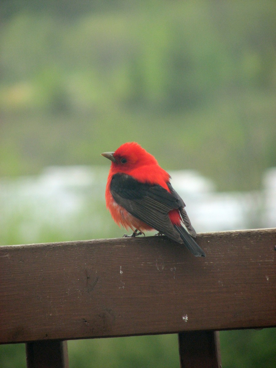 Scarlet Tanager - ML29465041