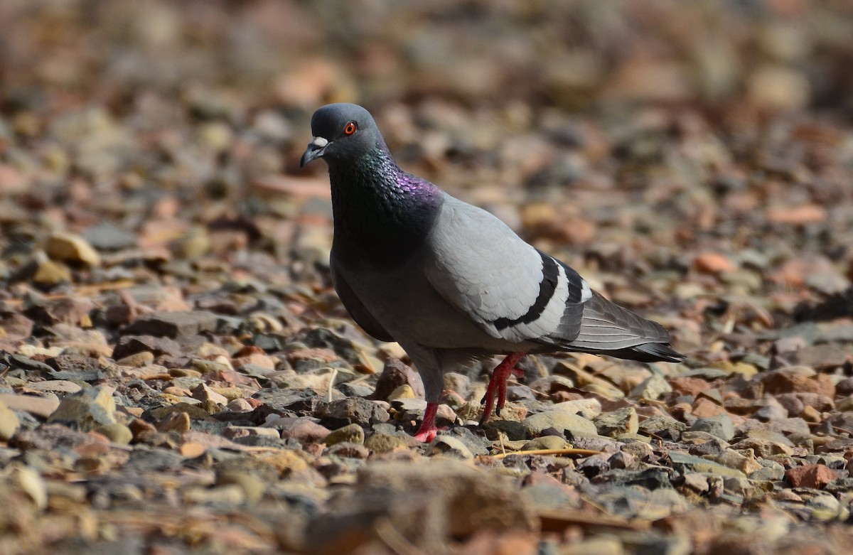 Rock Pigeon - Watter AlBahry