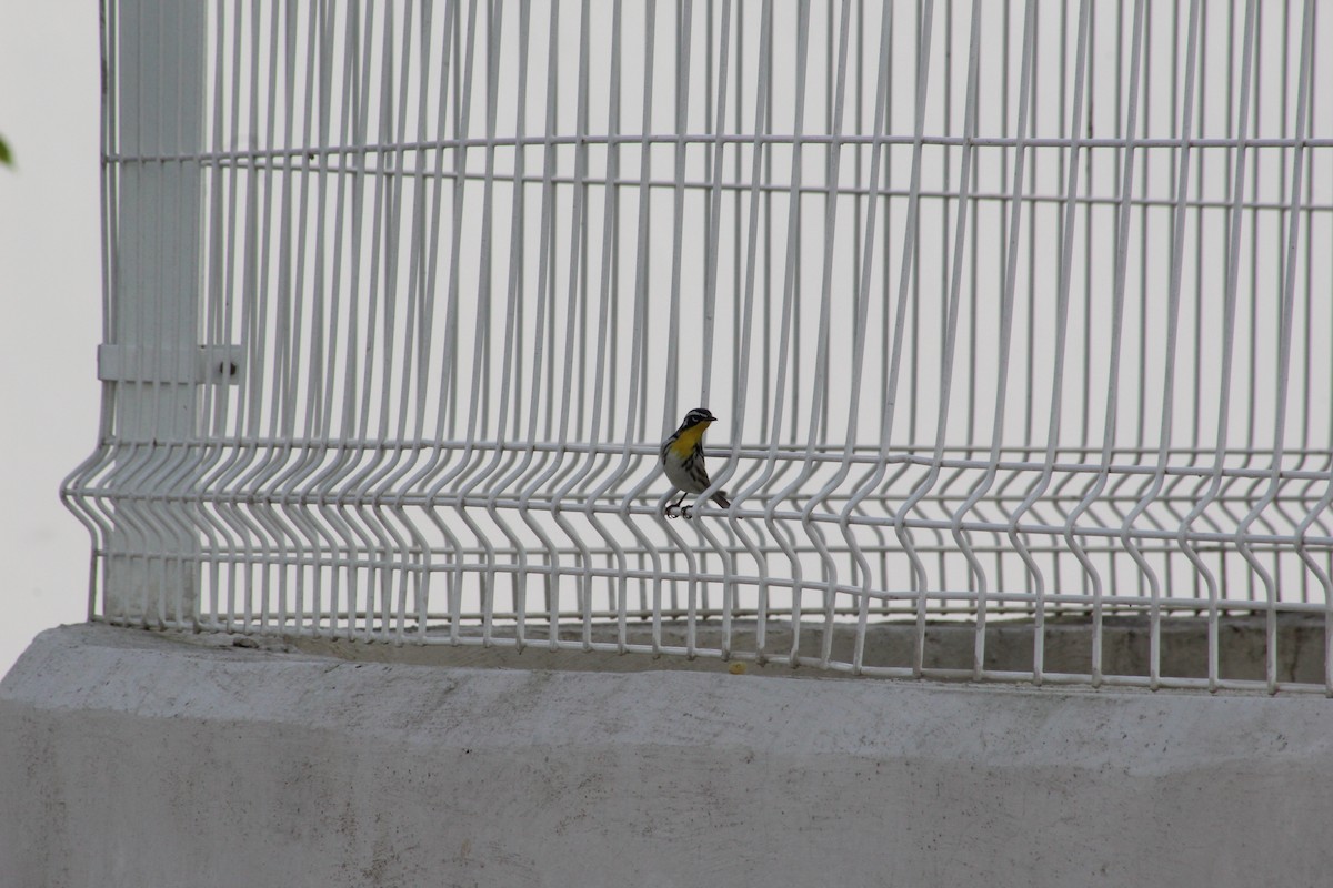 Yellow-throated Warbler - Paola González