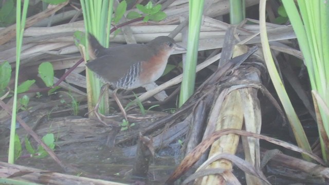 Rufous-sided Crake - ML294654091