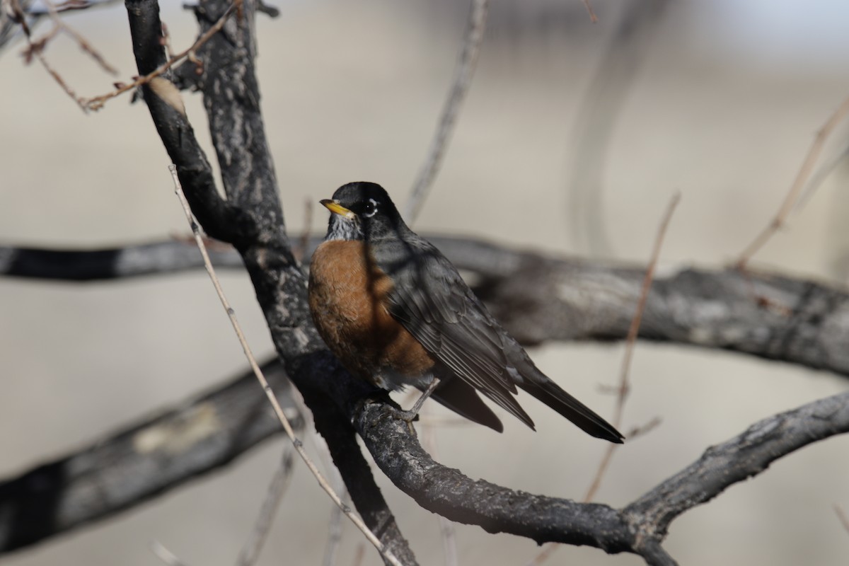 American Robin - ML294654511