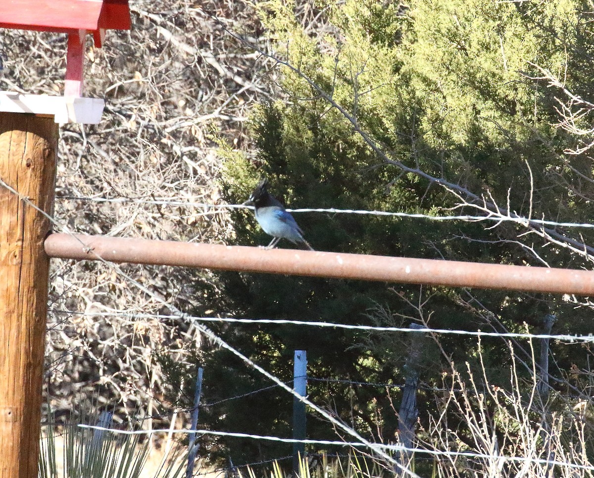 Steller's Jay - ML294655281