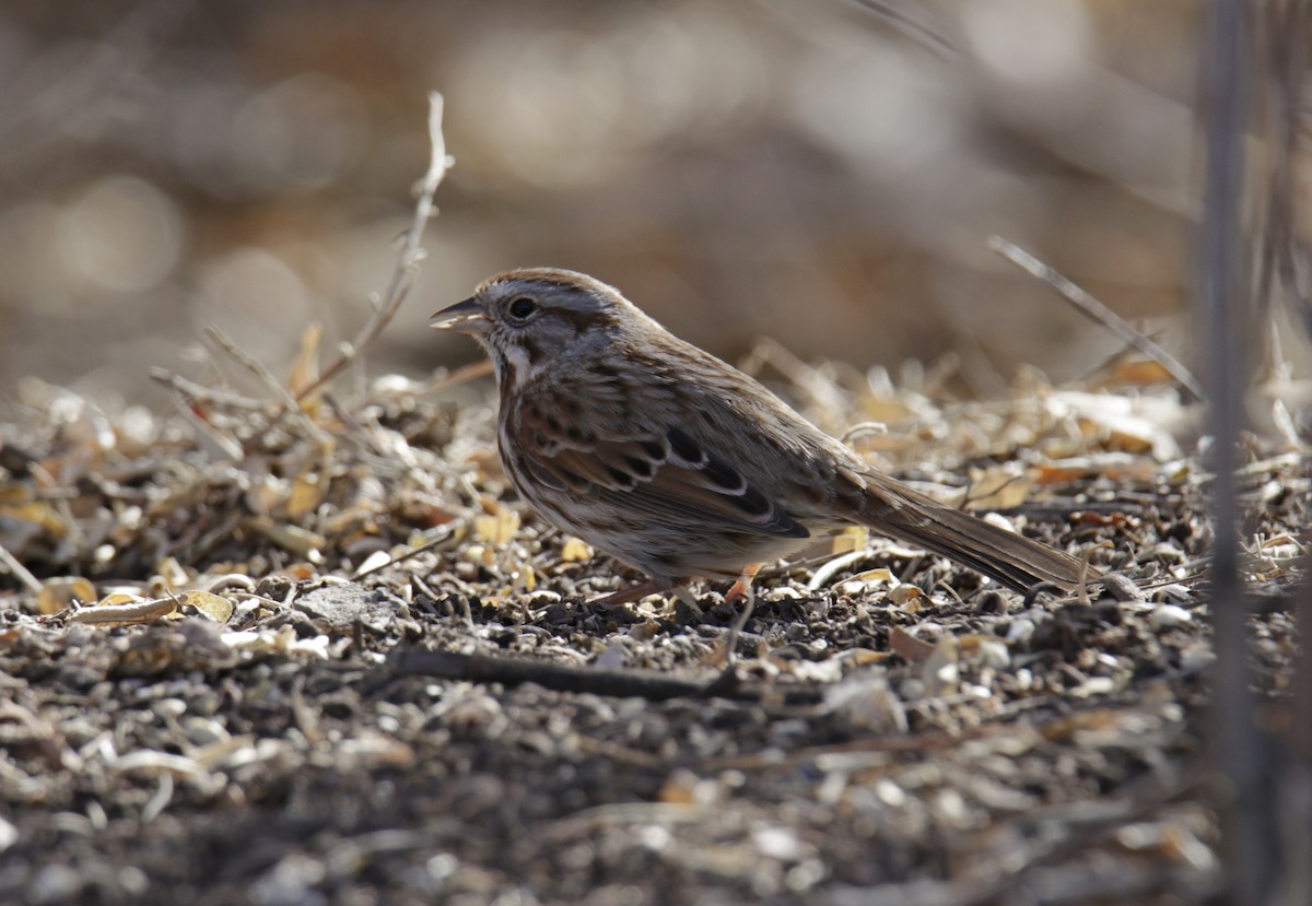 Song Sparrow - ML294657091