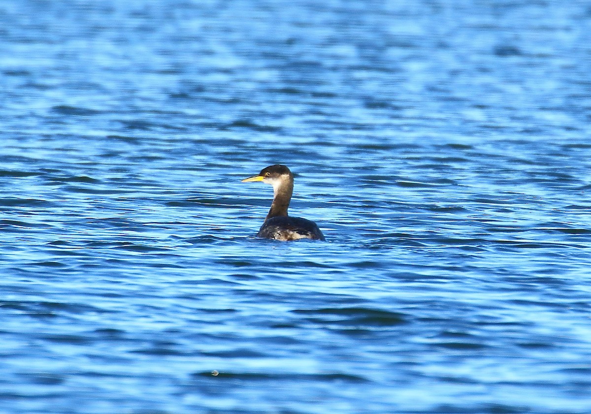 アカエリカイツブリ - ML294657231