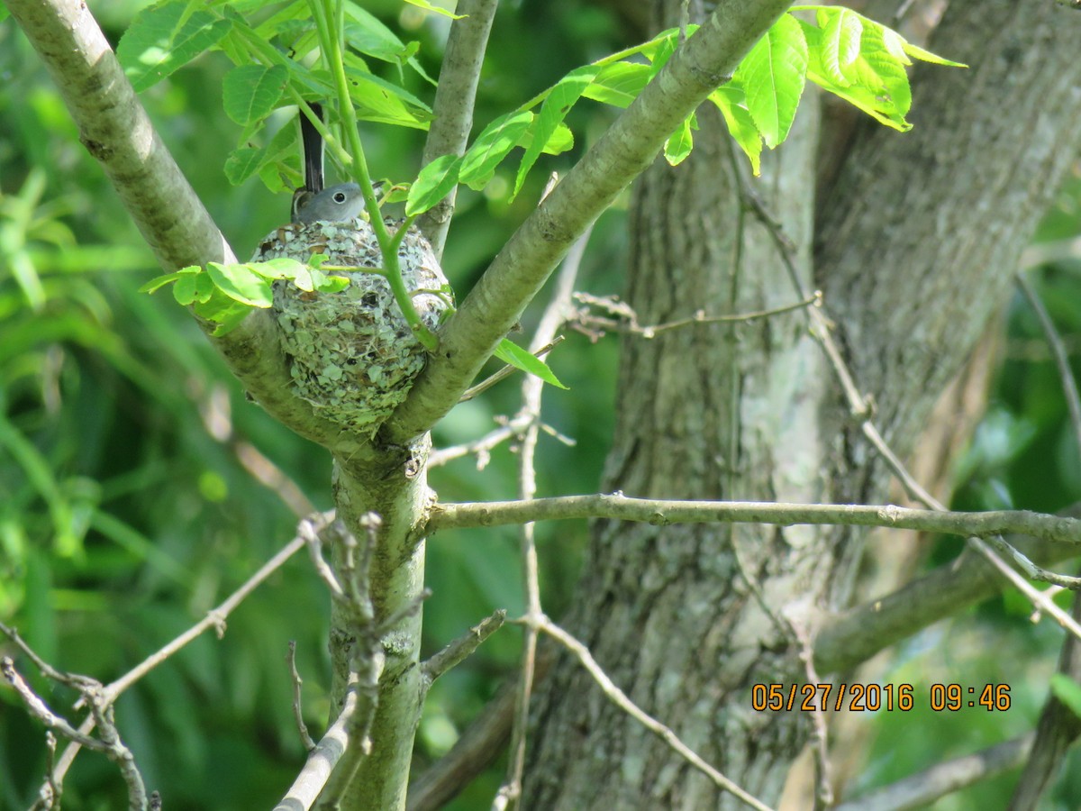 Blue-gray Gnatcatcher - ML29465731